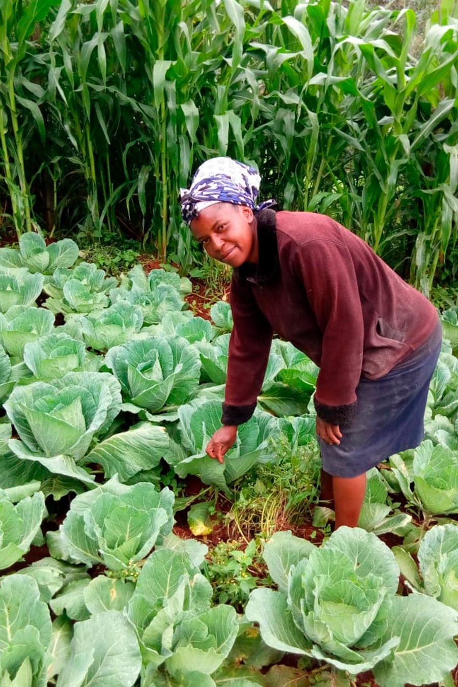 biofertilizer-cabbage-kenya-organic2